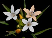 Collomia grandiflora - Large Flowered Collomia 6456
